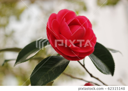 花卉，春天，野花，春天的花朵，花園，花壇，公園，野生，植物，樹木， 62315148