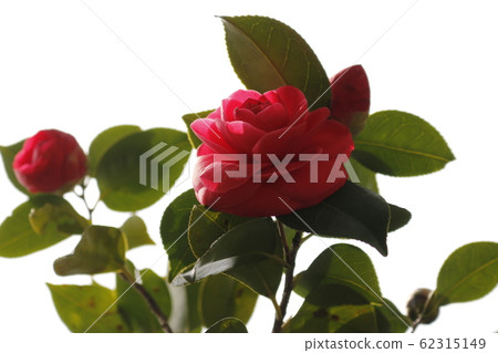 花卉,春天,野花,春天的花朵,花園,花壇,公園,野生,植物,樹木, 花卉,春天,野花,春天的花朵,花園,花壇,公園,野生,植物,樹木, 62315149