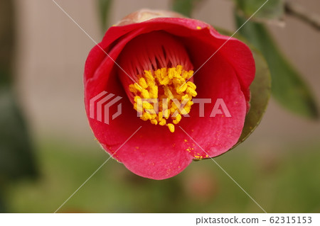 Flowers, spring, wildflowers, spring flowers, flower gardens, flower beds, park, wild, plants, trees, Flowers, spring, wildflowers, spring flowers, flower gardens, flower beds, park, wild, plants, trees, 62315153