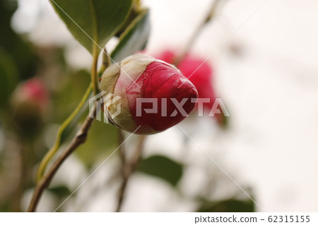 Flowers, spring, wildflowers, spring flowers, flower gardens, flower beds, park, wild, plants, trees, 62315155