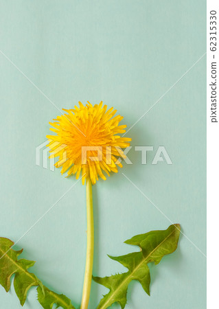 Dandelion on light blue background Dandelion on light blue background 62315330