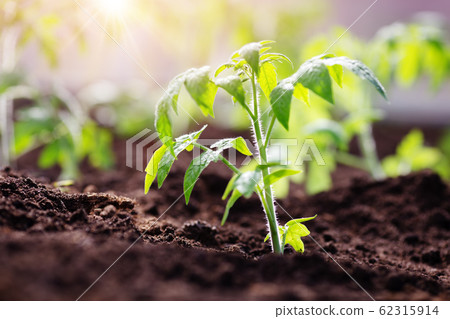 tomato seedlings growing in the soil at greenhouse 62315914
