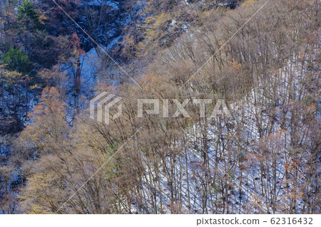 雪和森林 62316432