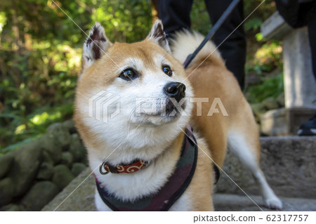 Mameshiba抬頭看著主人 62317757