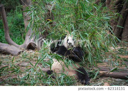 Giant panda eating bamboo leaves Giant panda eating bamboo leaves 62318131