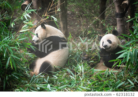 Two Giant panda eating bamboo leaves 62318132