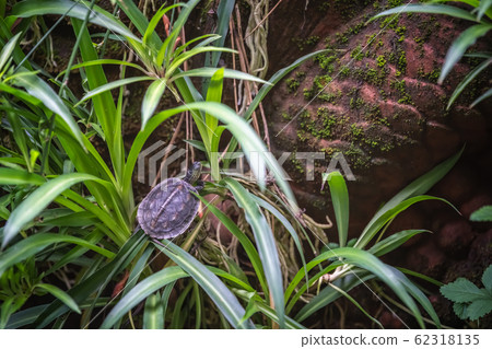 Small turtle on a rock in a pond 62318135