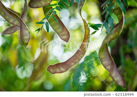 Acacia pods in the rays of sunlight 62318494