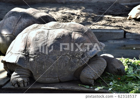 烏龜伊豆大島動物園 62318537