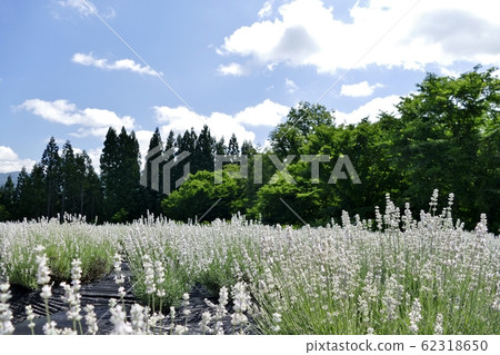 "Lavender garden in Misato" Misato, Akita 62318650