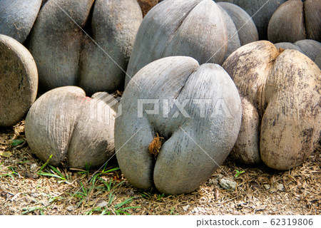 Coco de mer, Lodoicea maldivica in Fond Ferdinand, Praslin island, Seychelles 62319806