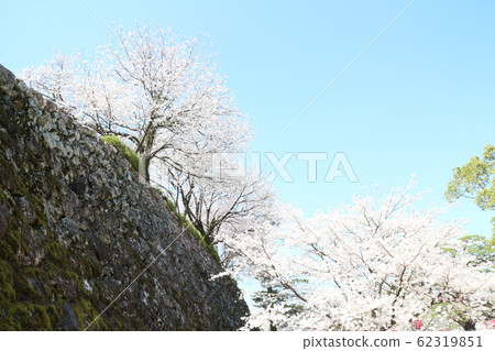 Kochi Castle in spring with cherry blossoms in full bloom Kochi Castle in spring with cherry blossoms in full bloom 62319851