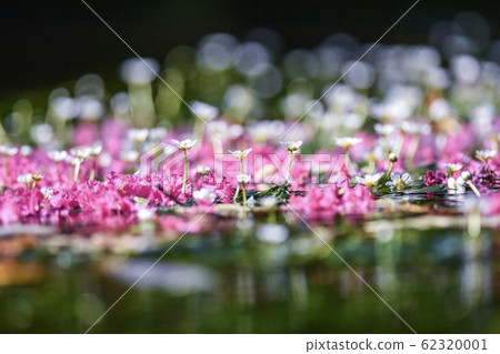 梅花海藻清流 梅花海藻清流 62320001