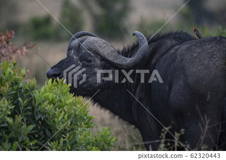 水牛城和oxpecker 62320443