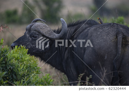 Oxpecker and Buffalo Oxpecker and Buffalo 62320444