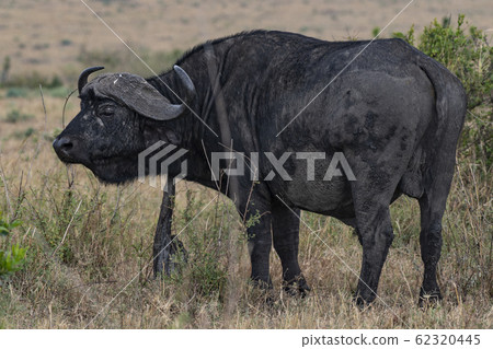 Buffalo scratching body 62320445