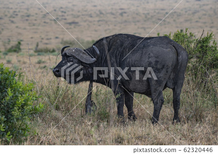 Buffalo scratching body Buffalo scratching body 62320446
