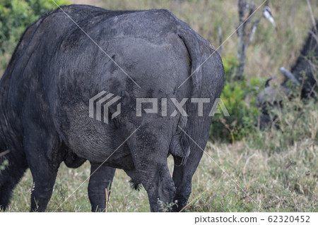 水牛城的後視圖 62320452