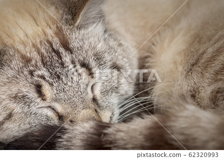 Portrait cute sleeping cat, close up. Portrait cute sleeping cat, close up. 62320993