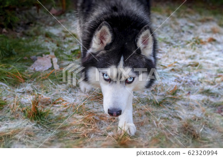 Siberian husky dog sneaks up to the man Siberian husky dog sneaks up to the man 62320994