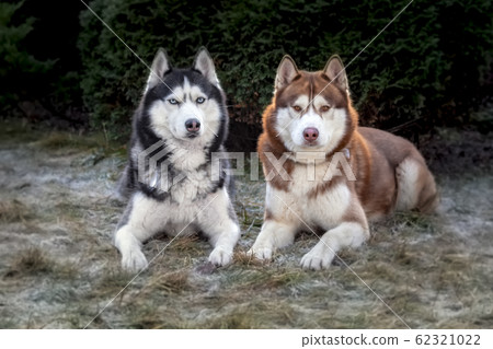 Dogs lie on the grass covered with frost. Dogs lie on the grass covered with frost. 62321022