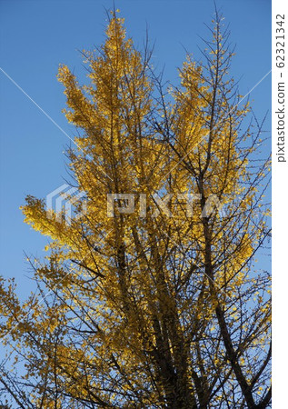 岩屋@秋葉 岩屋@秋葉 62321342