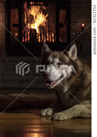 Dog by burning fireplace.  62321352