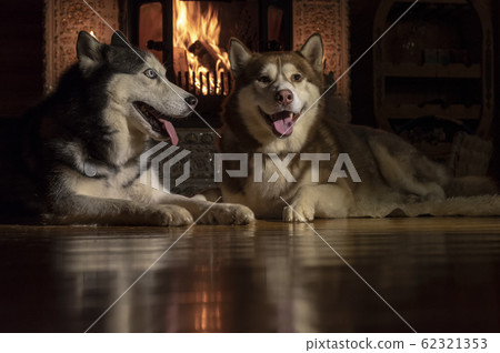 Dogs together by fireplace. Siberian husky.  62321353