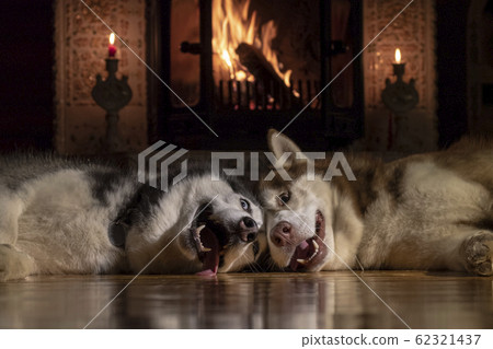 Dogs sleeping together by fireplace. Dogs sleeping together by fireplace. 62321437