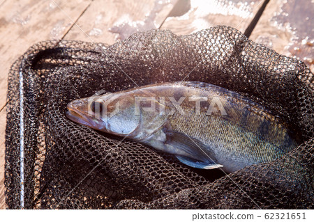 Freshwater zander and fishing equipment lies on Freshwater zander and fishing equipment lies on 62321651