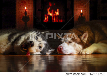 Two Siberian huskies are resting by warm fireplace Two Siberian huskies are resting by warm fireplace 62321759