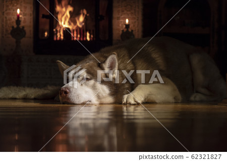 Resting by the fireplace husky dog. Siberian husky 62321827