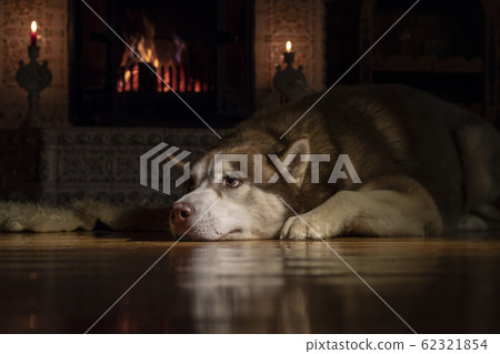 Husky dog is resting on the floor near fireplace Husky dog is resting on the floor near fireplace 62321854