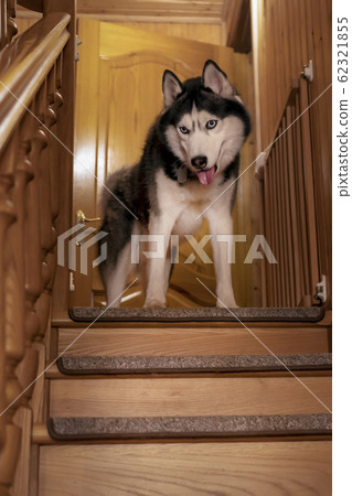 Husky dog looks down standing at the top stairs Husky dog looks down standing at the top stairs 62321855