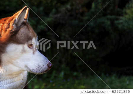 Closeup portrait red brown siberian husky dog Closeup portrait red brown siberian husky dog 62321856