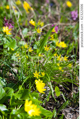 Gagea lutea, the Yellow Star-of-Bethlehem blooming 62322006