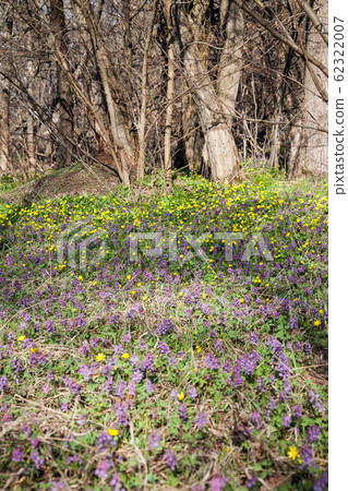 Corydalis solida and Marsh Marigold (Caltha 62322007