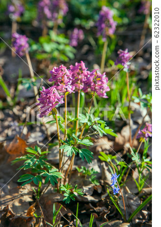 Spring forest with blooming Corydalis cava 62322010