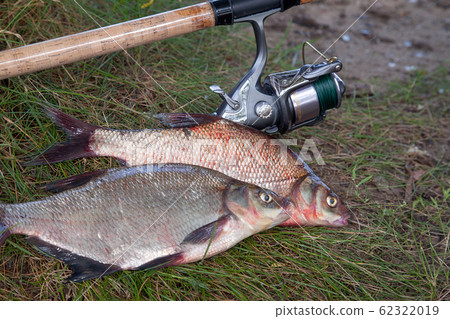 Two big freshwater common bream fish and fishing Two big freshwater common bream fish and fishing 62322019