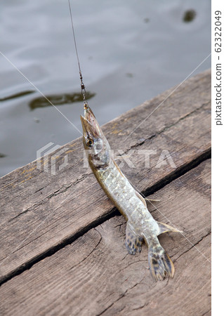 Close up view of big freshwater pike with fishing 62322049