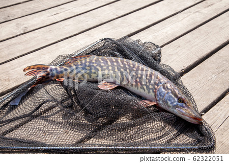 Trophy fishing. Big freshwater pike lies on black 62322051