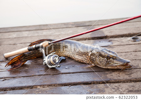 Trophy fishing. Big freshwater pike and fishing 62322053