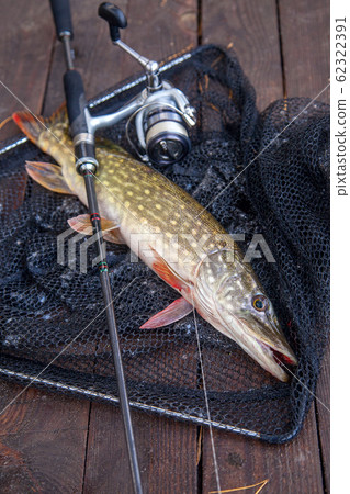 Freshwater pike and fishing equipment lies on 62322391