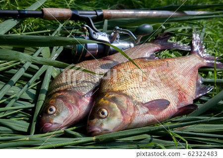 Two big freshwater common bream fish and fishing Two big freshwater common bream fish and fishing 62322483