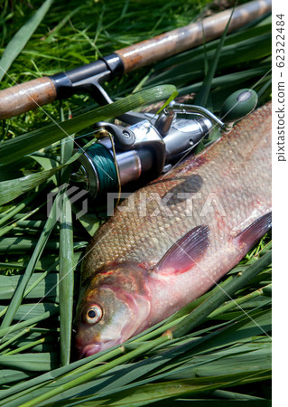 Big freshwater common bream fish and fishing rod Big freshwater common bream fish and fishing rod 62322484