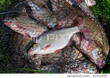 Single freshwater white bream or silver bream on 62322485