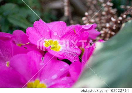 春天的花朵 春天的花朵 62322714