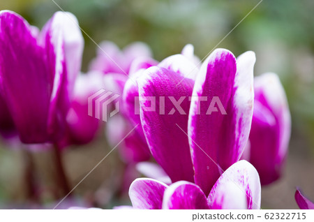 Spring flower Spring flower 62322715