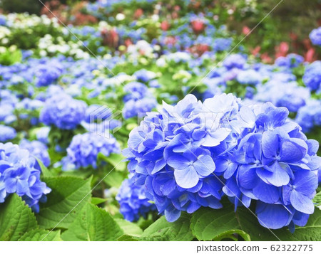 Hydrangea Okinawa Hydrangea Okinawa 62322775