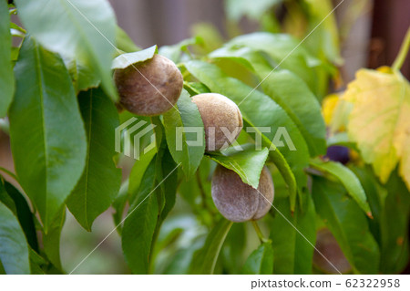 Small peaches on a tree branch on sunny summer 62322958